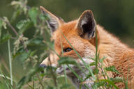 adult black_nose cloudy day eyes_open facing_side facing_towards grass image mouth_closed orange_eyes partial_body portrait red_fox red_fur single staring summer_coat vulpes white_fur wild // 1600x1067 // 530KB