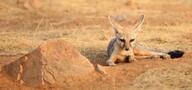 adult bengal_fox black_nose black_tail_tip color day desert eyes_open facing_towards image mouth_closed outdoors photo single standing summer_coat tan_fur vulpes wild // 3939x1849 // 2.3MB