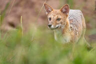 adult black_nose black_tail_tip color day eyes_open facing_side facing_towards full_body grass gray_fur image lycalopex mouth_closed orange_eyes pampas_fox photo red_fur single standing staring summer_coat sunny wild // 2000x1333 // 1004KB