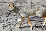 adult black_nose color day eyes_open facing_side gray_fur image lycalopex mouth_open orange_eyes outdoors partial_body photo sechuran_fox single standing sunny teeth tongue white_fur wild yawning // 1500x1019 // 1.2MB