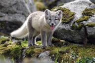 arctic_fox black_nose day eyes_open facing_towards full_body image mountains mouth_open orange_eyes outdoors panting single standing summer_coat sunny tongue vulpes white_fur white_tail_tip wild young // 1200x800 // 163KB