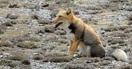 adult black_nose cloudy color day eyes_open facing_side full_body grass gray_fur image mountains mouth_open orange_eyes panting photo single sitting staring tan_fur tibetan_fox vulpes white_fur white_tail_tip wild winter_coat // 2048x1072 // 567KB