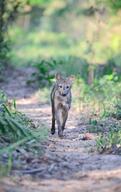 adult black_nose black_tail_tip color day eyes_open facing_towards forest full_body grass gray_fur image lycalopex mouth_closed orange_eyes pampas_fox photo red_fur single standing summer_coat sunny walking wild // 567x900 // 140KB