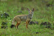 adult bengal_fox black_nose color day eyes_open facing_towards grass image mouth_closed outdoors photo single standing summer_coat tan_fur vulpes wild // 4940x3293 // 9.9MB