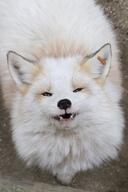 adult black_nose captivity day eyes_open facing_towards facing_up funny image mouth_open orange_eyes partial_body red_fox red_fur single teeth vulpes white_fur zoo // 1896x2842 // 739KB