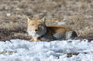 adult black_nose color day eyes_open facing_towards full_body gray_fur image mouth_closed on_stomach orange_eyes photo single snow sunny tan_fur tibetan_fox vulpes wild // 2398x1579 // 2.2MB