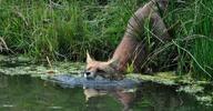 adult black_nose color day eyes_open facing_towards grass image mouth_closed orange_eyes outdoors partial_body photo red_fox red_fur single vulpes wet_fur white_fur wild // 1200x628 // 359KB