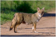 adult black_nose black_tail_tip color day eyes_open facing_towards full_body grass gray_fur image lycalopex mouth_closed orange_eyes pampas_fox photo red_fur single standing staring summer_coat sunny wild // 1024x693 // 186KB