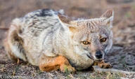 adult black_nose black_tail_tip color day eyes_open facing_towards full_body gray_fur image lycalopex mouth_closed on_stomach orange_eyes outdoors pampas_fox photo red_fur single staring summer_coat sunny teeth wild // 3317x1951 // 1016KB