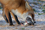 adult black_nose color day eating facing_down image mouth_open multiple_species muzzle_mark outdoors photo prey red_fox red_fur rodent standing vulpes wild // 2000x1333 // 936KB