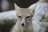 adult black_nose black_tail_tip close_up cloudy color day eyes_open facing_towards gray_fur image mountains mouth_closed orange_eyes partial_body photo portrait single sitting staring summer_coat swift_fox tan_fur vulpes white_fur wild // 4392x2928 // 6.6MB