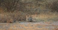 adult bengal_fox black_nose color day desert eyes_open facing_towards image mouth_closed on_stomach outdoors photo single summer_coat tan_fur vulpes wild // 2048x1060 // 500KB