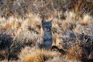 adult black_nose black_tail_tip color day eyes_open facing_towards full_body grass gray_fur image lycalopex mouth_closed orange_eyes pampas_fox photo red_fur single sitting staring summer_coat sunny wild // 3072x2048 // 2.0MB