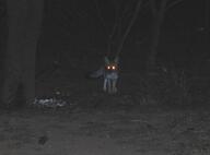 adult black_nose black_tail_tip eyes_open facing_towards far_away full_body grass gray_fur lycalopex mouth_closed night orange_eyes pampas_fox red_fur single standing staring summer_coat wild // 812x600 // 106KB