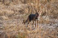 adult black_nose black_tail_tip day eyes_open facing_towards full_body grass gray_fur lycalopex mouth_open orange_eyes pampas_fox panting red_fur single standing staring summer_coat sunny teeth tongue wild // 950x633 // 214KB