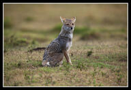 adult black_nose black_tail_tip day eyes_open facing_towards full_body grass gray_fur lycalopex mouth_closed orange_eyes pampas_fox red_fur single sitting staring summer_coat sunny wild // 800x548 // 111KB