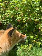 adult black_nose close_up color day eyes_open facing_away facing_side forest grass image mouth_open no_muzzle_mark orange_eyes panting partial_body pet photo portrait red_fox red_fur single standing staring summer_coat sunny teeth tongue vulpes white_fur // 960x1280 // 238KB