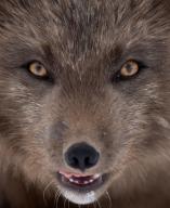 adult arctic_fox black_fur black_nose close_up color day eyes_open facing_towards image mouth_open orange_eyes partial_body photo portrait single snow still summer_coat sunny tongue vulpes wild // 1080x1314 // 428KB