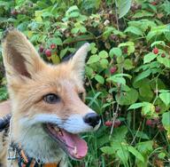 adult black_nose close_up cloudy color day eyes_open facing_side forest grass image mouth_open no_muzzle_mark orange_eyes panting partial_body pet photo portrait red_fox red_fur single standing staring summer_coat teeth tongue vulpes white_fur // 1280x1254 // 229KB