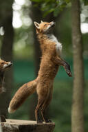 adult black_nose day eyes_open facing_towards full_body image mouth_closed muzzle_mark orange_eyes outdoors red_fox red_fur standing_biped summer_coat vulpes white_fur white_tail_tip wild // 853x1280 // 678KB