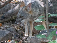 adult black_nose black_tail_tip color day eyes_open facing_side forest full_body gray_fur image lycalopex mouth_closed orange_eyes outdoors photo sechuran_fox single standing sunny white_fur wild // 1600x1200 // 823KB