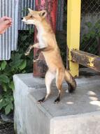 adult black_nose captivity day eyes_open facing_side full_body image mouth_closed muzzle_mark orange_eyes outdoors red_fox red_fur standing_biped summer_coat vulpes white_fur white_tail_tip zoo // 1524x2048 // 336KB