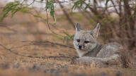 adult bengal_fox black_nose color day eyes_open facing_towards grass image mouth_closed on_stomach outdoors photo single summer_coat tan_fur vulpes wild // 2048x1152 // 1.5MB