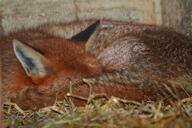 adult close_up curled eyes_open facing_side full_body image indoors mouth_closed red_fox red_fur single sleeping vulpes white_fur wild // 900x600 // 413KB