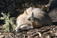 adult black_nose color curled day eyes_open facing_side facing_towards forest full_body gray_fur image mouth_closed orange_eyes photo single summer_coat sunny swift_fox tan_fur vulpes white_fur wild // 3504x2336 // 3.8MB