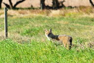 adult black_nose black_tail_tip day eyes_open facing_towards far_away full_body grass gray_fur lycalopex mouth_closed orange_eyes pampas_fox red_fur single standing staring summer_coat sunny wild // 1048x697 // 833KB