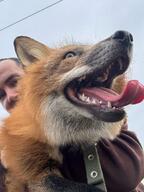 adult black_nose cloudy day eyes_open facing_side facing_towards held_up image large_muzzle_mark mouth_open orange_eyes panting partial_body pet portrait red_fox red_fur single teeth tongue urban vulpes white_fur // 1080x1440 // 382KB