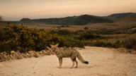 adult black_nose black_tail_tip cloudy color eyes_open facing_towards full_body grass image lycalopex mountains mouth_closed outdoors pampas_fox photo red_fur single standing tan_fur twilight wild // 4258x2395 // 9.6MB