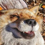 adult close_up eyes_open Finnegan funny image mouth_open on_back orange_eyes partial_body pet photo portrait red_fox red_fur single teeth vulpes // 720x720 // 163KB