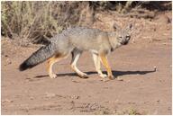 adult black_nose black_tail_tip color day desert eyes_open facing_towards full_body gray_fur image lycalopex mouth_closed orange_eyes pampas_fox photo red_fur single standing staring summer_coat sunny walking wild // 2048x1373 // 496KB