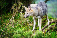 adult black_nose black_tail_tip day eyes_open facing_side full_body grass gray_fur lycalopex mouth_closed orange_eyes pampas_fox red_fur single standing staring summer_coat sunny wild // 1023x683 // 314KB