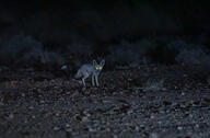 adult black_nose color desert eyes_open facing_towards full_body image mouth_closed night orange_eyes photo ruppell's_fox single standing summer_coat tan_fur vulpes walking white_tail_tip wild // 1400x920 // 851KB