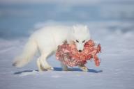 adult arctic_fox day eyes_open holding_something image orange_eyes photo prey single snow vulpes // 4000x2667 // 1.2MB