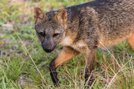 adult black_fur black_nose cerdocyon color crab-eating_fox day eyes_open facing_towards grass image mouth_closed orange_eyes outdoors partial_body photo single sunny tan_fur walking wild // 1500x1000 // 509KB