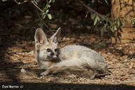 adult black_nose blanford's_fox color curled day desert eyes_open facing_side full_body image mouth_closed orange_eyes outdoors photo single sunny tan_fur vulpes wild // 800x533 // 264KB