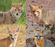 adult black_nose color culpeo_fox day eyes_open facing_towards grass gray_fox gray_fur image lycalopex mountains mouth_closed multiple_species orange_eyes partial_body photo portrait red_fur standing staring summer_coat sunny swift_fox tan_fur urocyon vulpes white_fur wild winter_coat // 1641x1418 // 907KB