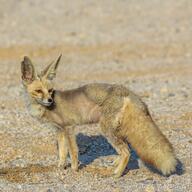 adult black_nose color day desert eyes_open facing_side facing_towards full_body image mouth_closed orange_eyes photo ruppell's_fox single standing summer_coat sunny tan_fur vulpes walking white_tail_tip wild // 2048x2048 // 2.5MB