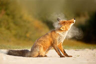 adult black_nose color day eyes_open facing_side full_body image mouth_closed photo red_fox red_fur single sitting sunny vulpes white_fur white_tail_tip wild // 1024x683 // 84KB