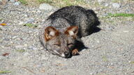 adult black_nose color darwin's_fox day eyes_open facing_towards full_body gray_fur image lycalopex mouth_closed on_stomach orange_eyes outdoors photo single sunny wild // 2048x1150 // 1.1MB