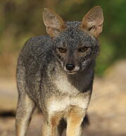 adult black_nose black_tail_tip color day eyes_open facing_towards gray_fur image lycalopex mouth_closed orange_eyes outdoors partial_body photo sechuran_fox single standing sunny white_fur wild // 3356x3598 // 4.3MB