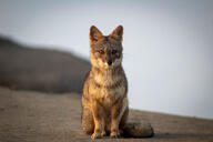 adult black_nose color day eyes_open facing_towards full_body gray_fur image lycalopex mouth_closed orange_eyes outdoors photo sechuran_fox single sitting sunny white_fur wild winter_coat // 5184x3456 // 1.1MB