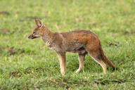 adult black_nose color day eyes_open facing_side full_body grass gray_fur hoary_fox image lycalopex mouth_closed orange_eyes outdoors photo single standing tan_fur wild // 2048x1365 // 1002KB