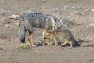 adult black_nose black_tail_tip color day desert eyes_open facing_side facing_towards full_body gray_fur image lycalopex mouth_closed multiple orange_eyes pampas_fox photo red_fur standing summer_coat sunny walking wild young // 3412x2275 // 1.2MB