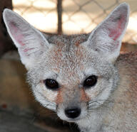 adult bengal_fox black_nose capitivity color day eyes_open facing_towards image mouth_closed outdoors photo single standing summer_coat tan_fur vulpes zoo // 1024x994 // 293KB