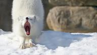 adult arctic_fox day eyes_closed image mouth_open photo single vulpes yawning // 1599x900 // 258KB