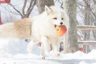 adult black_nose captivity color day eyes_open facing_towards full_body image mouth_open no_muzzle_mark orange_eyes outdoors photo red_fox running single snow sunny vulpes white_fur white_tail_tip zoo // 4028x2685 // 1.4MB